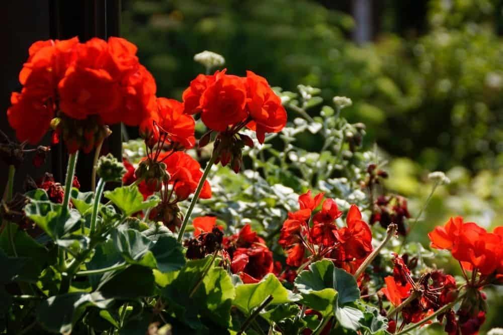 How To Grow Geraniums In Pots