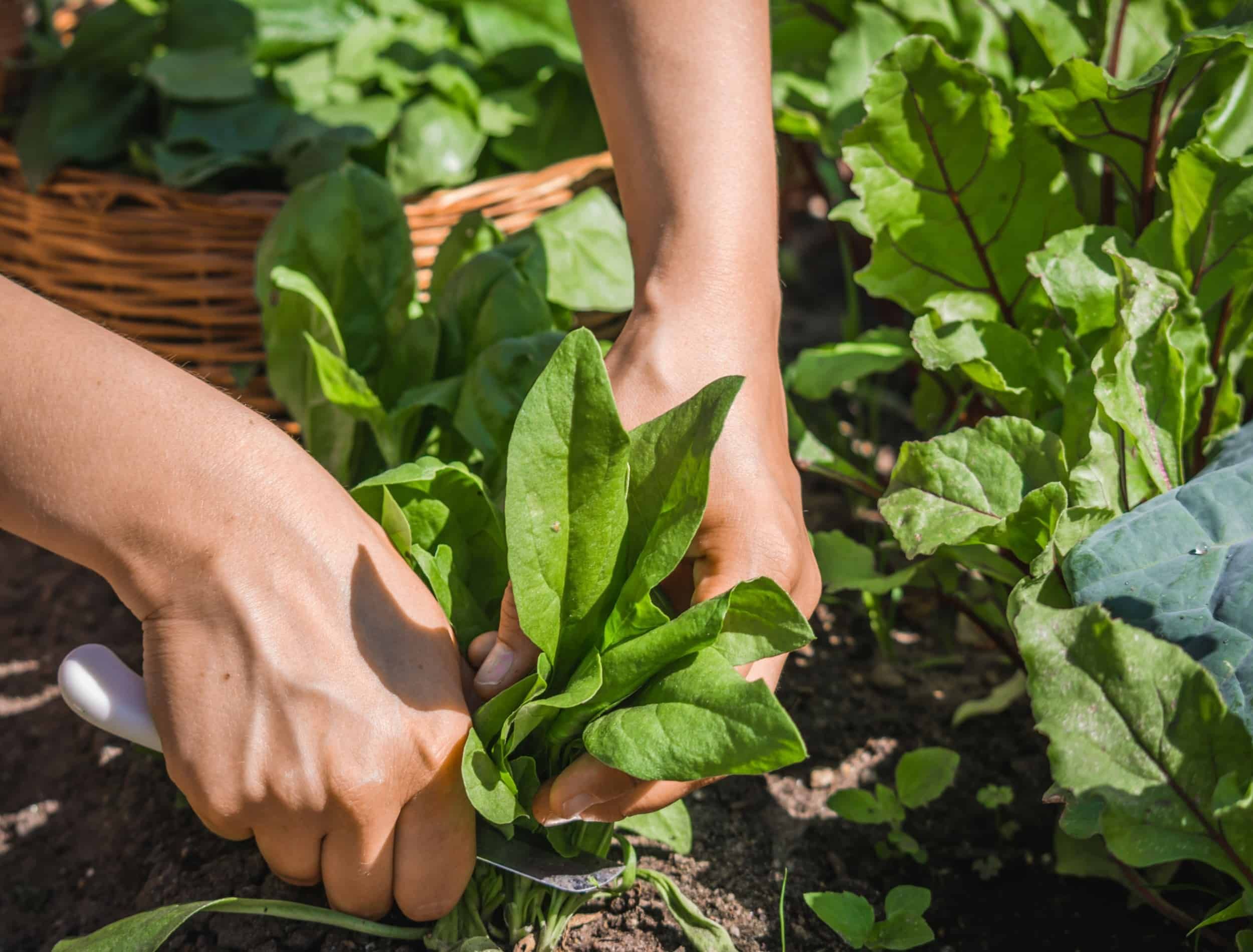 How To Harvest Spinach