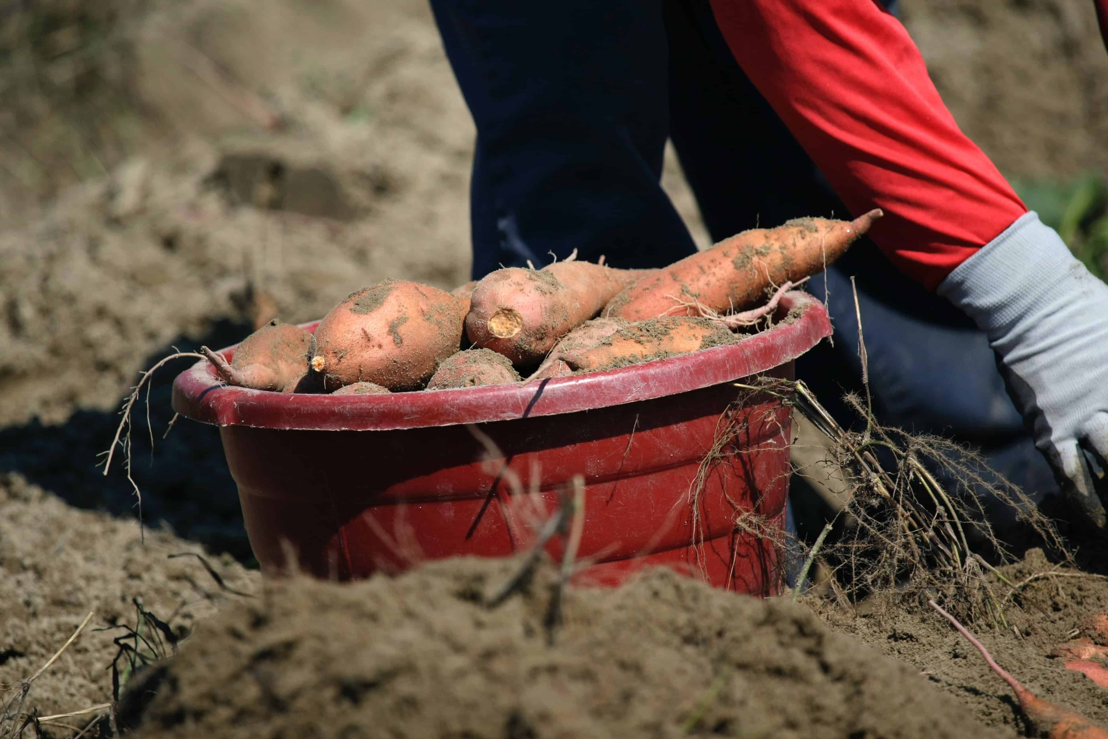 How To Harvest Sweet Potatoes