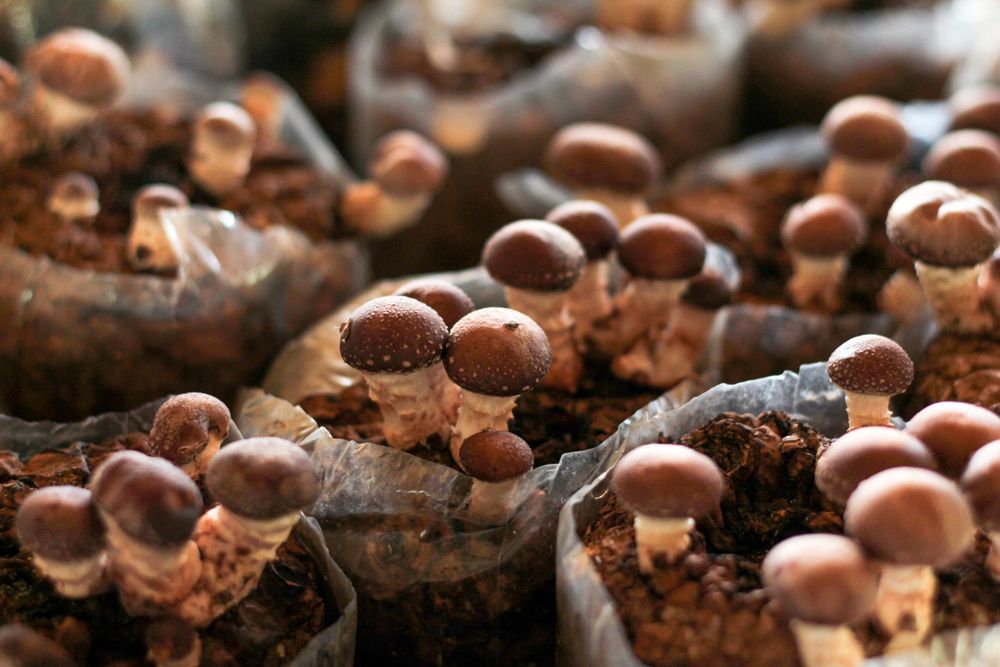 How To Grow Mushrooms In Coffee Grounds