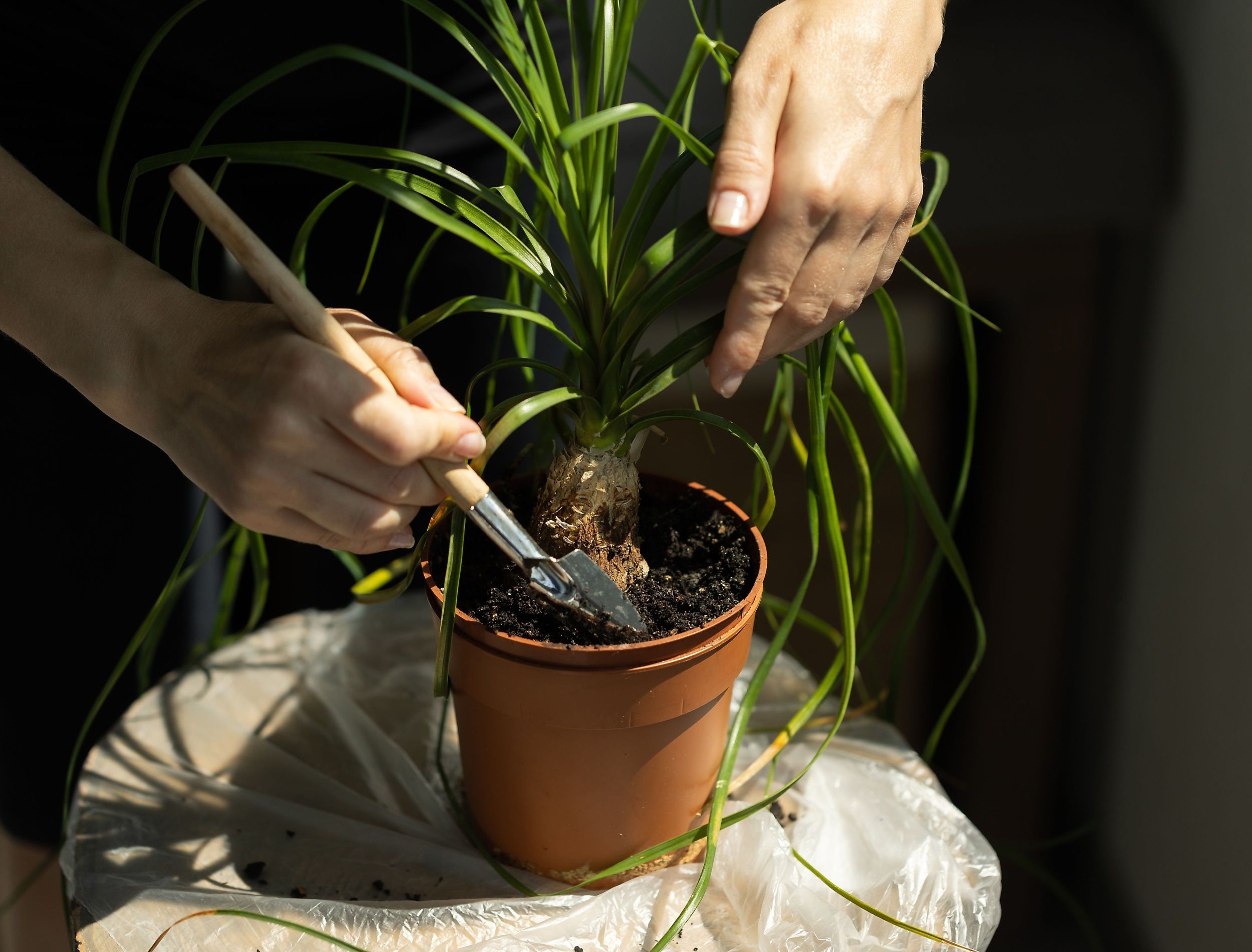 How To Get Rid Of Mold In Houseplant Soil