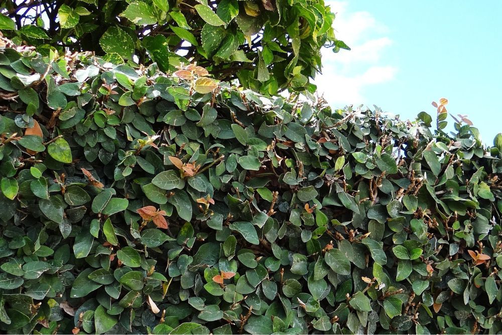 Are Climbing Vines Bad For Your Home