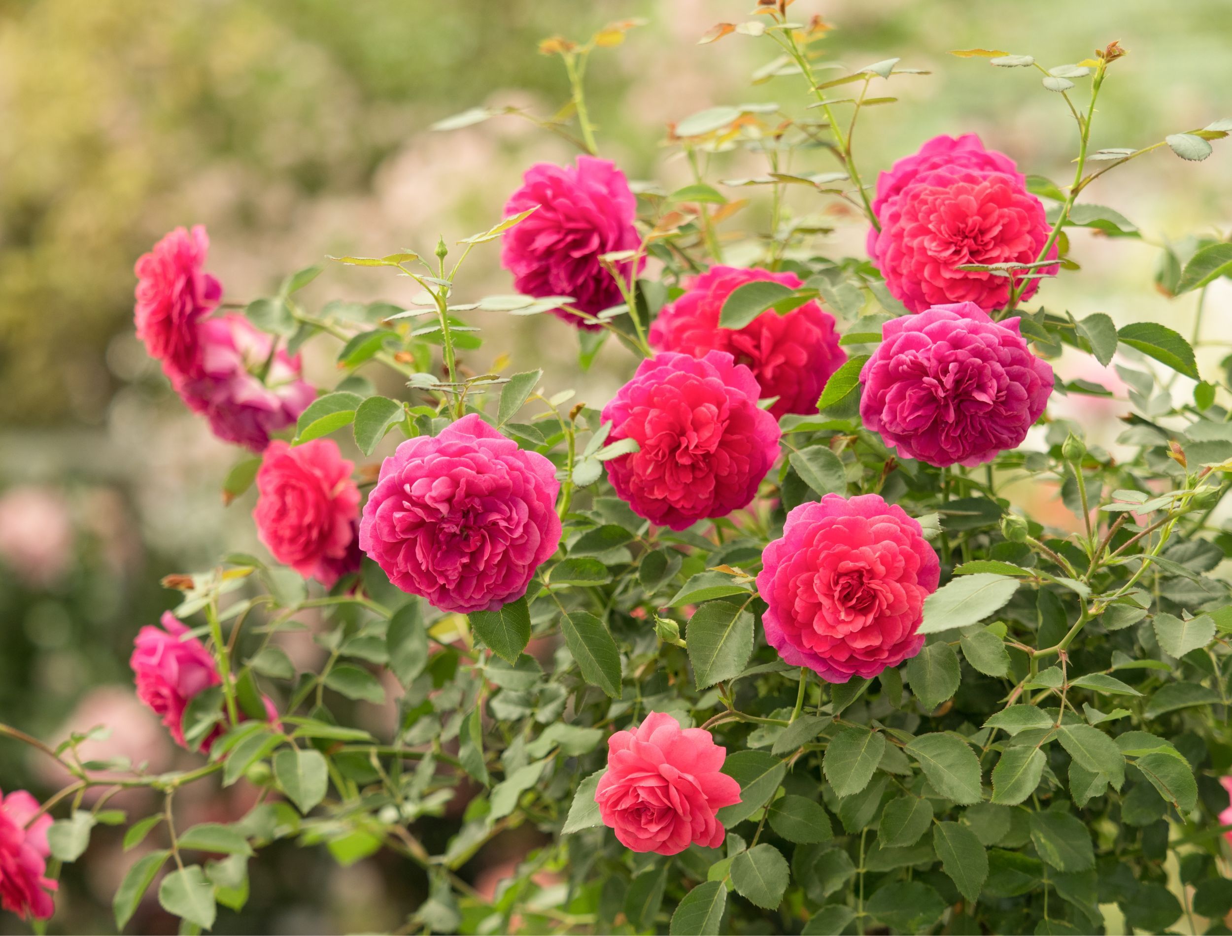 When To Fertilize Your Roses For Bigger Blooms