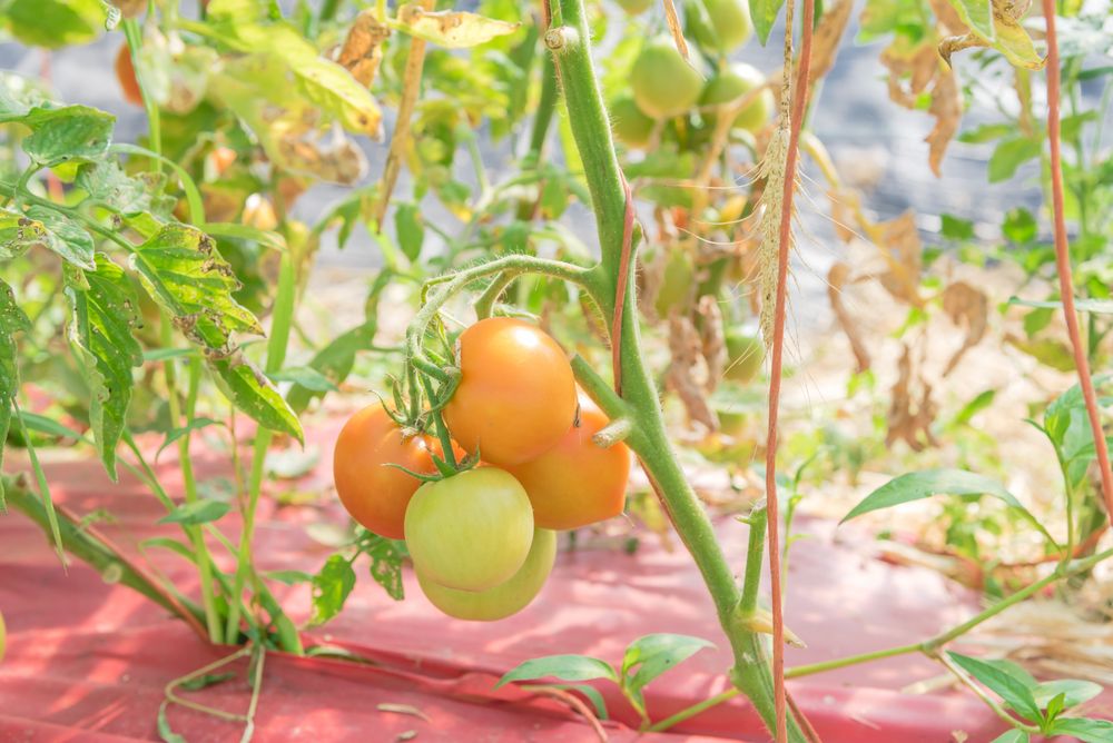 The Best Mulch For Your Tomato Plants