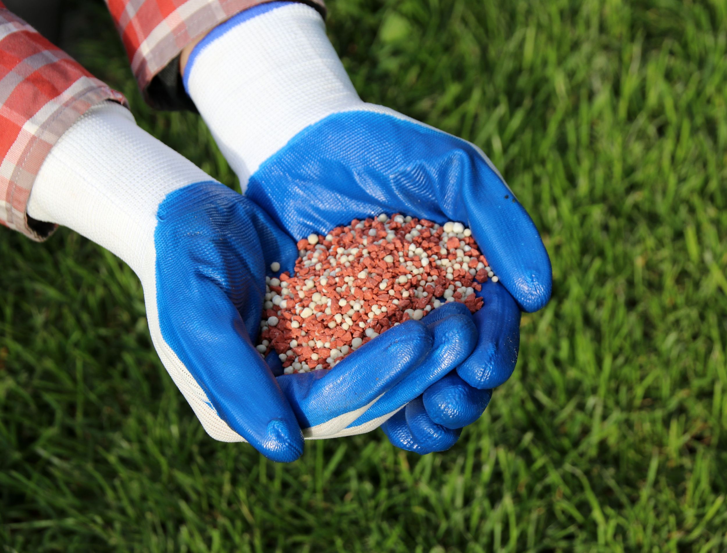 How To Fertilize Your Lawn