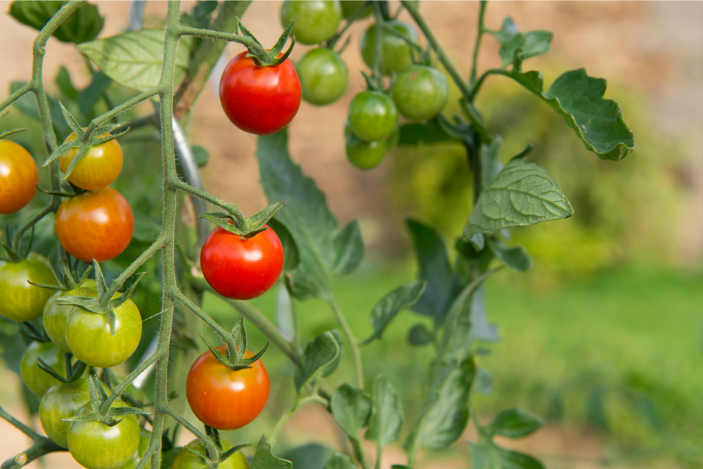 How To Use Epsom Salt For Tomato Plant Blossom Rot