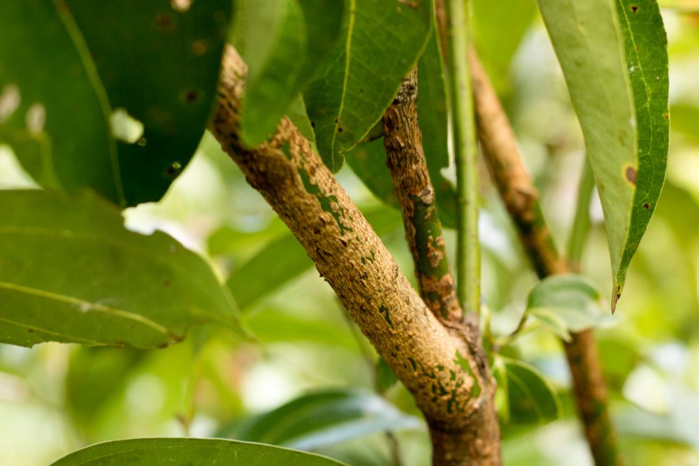 How To Grow Your Own Cinnamon Tree