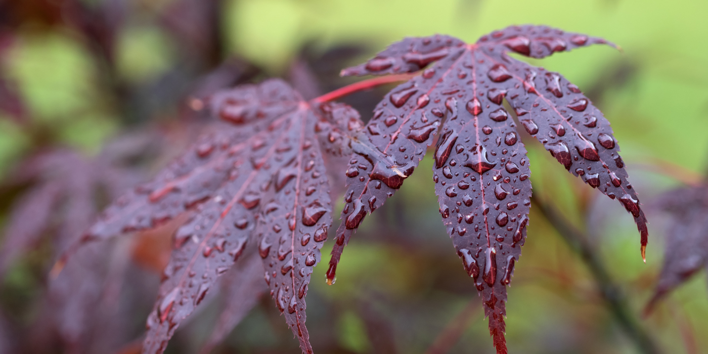 8 Japanese Maple Tree Care Growing Tips