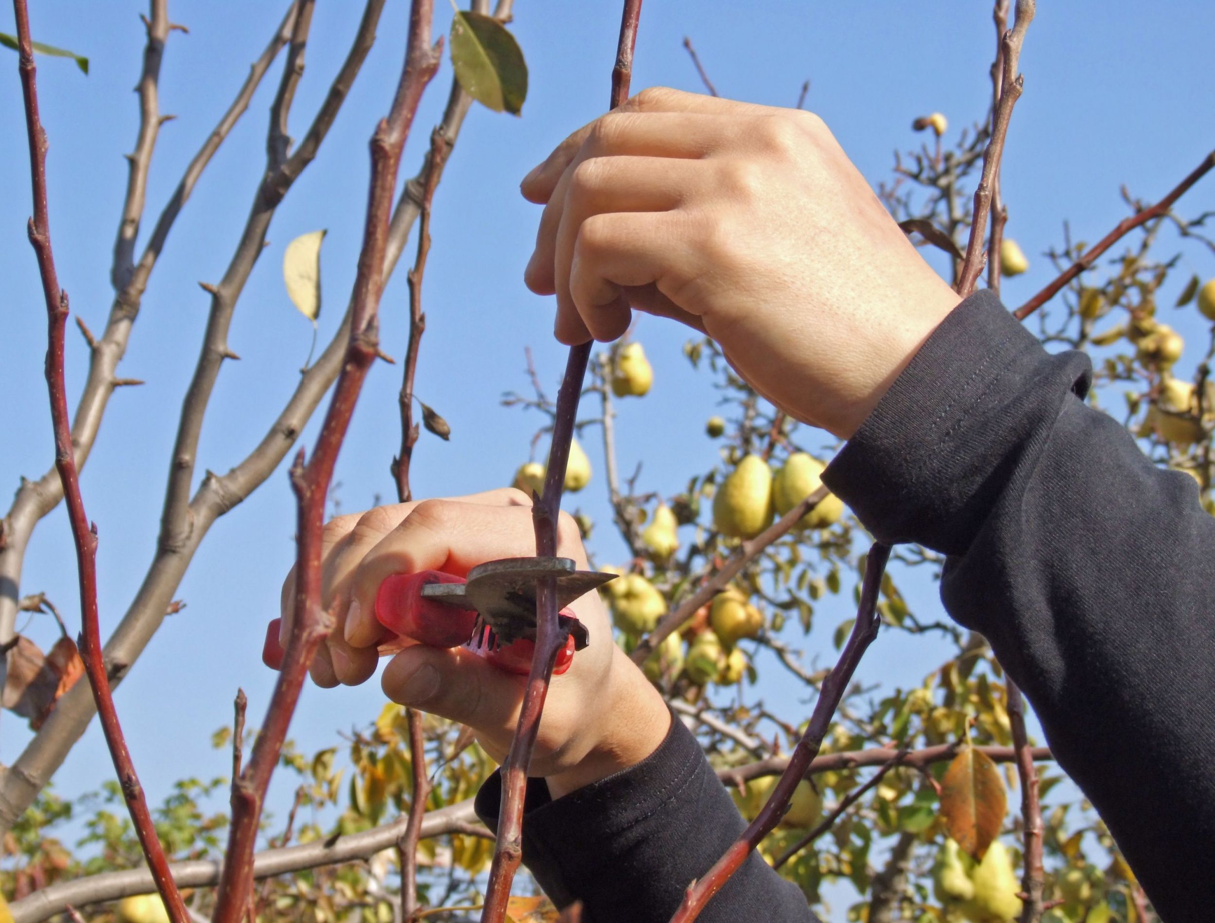 How To Properly Prune Your Bartlett Pear Tree