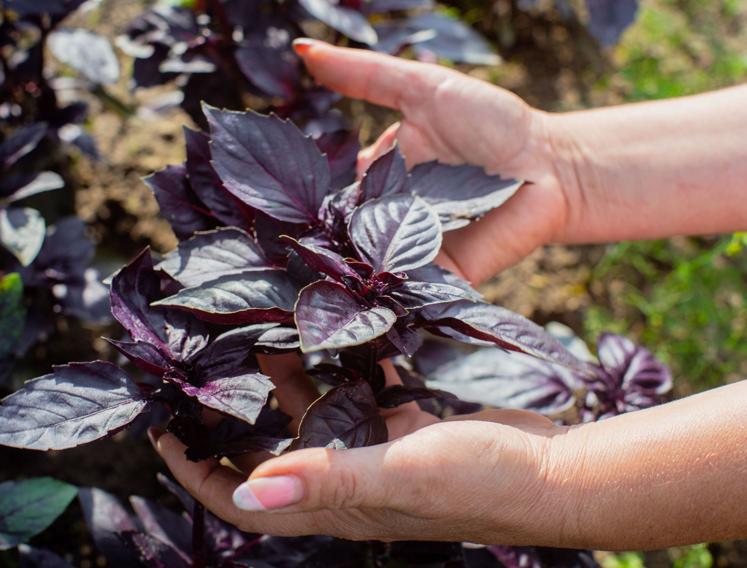 How To Grow And Care For Purple Basil A Complete Guide