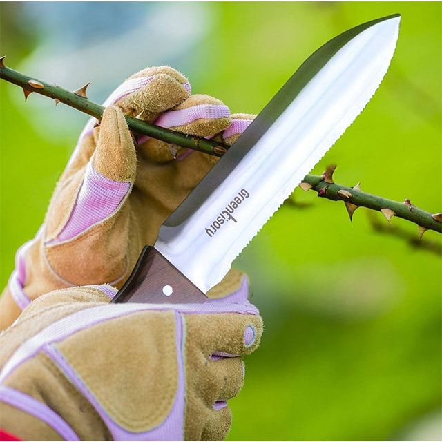 The Best Plants for Growing from Cuttings