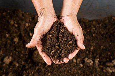 Garden soil in the hand.