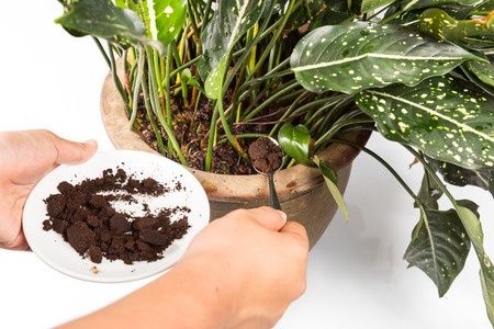 ground coffee beans as fertilizer