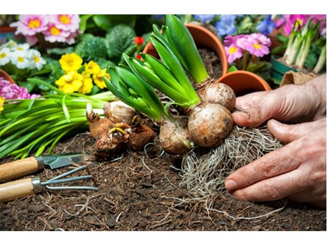 Dig Up Your Bulbs