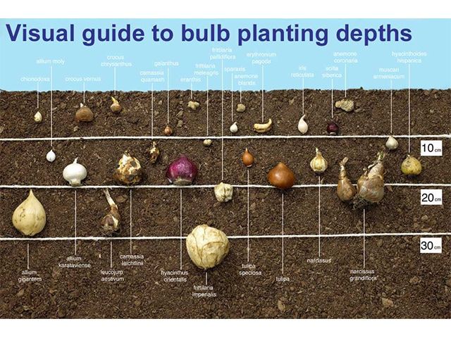bulb planting depths