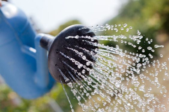 sprinkler of water, watering the plants
