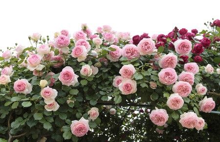 pretty-roses