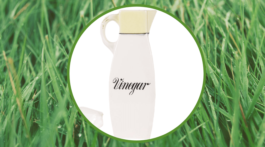 Does Vinegar Kill Weeds For Good And How Do I Properly Use It?