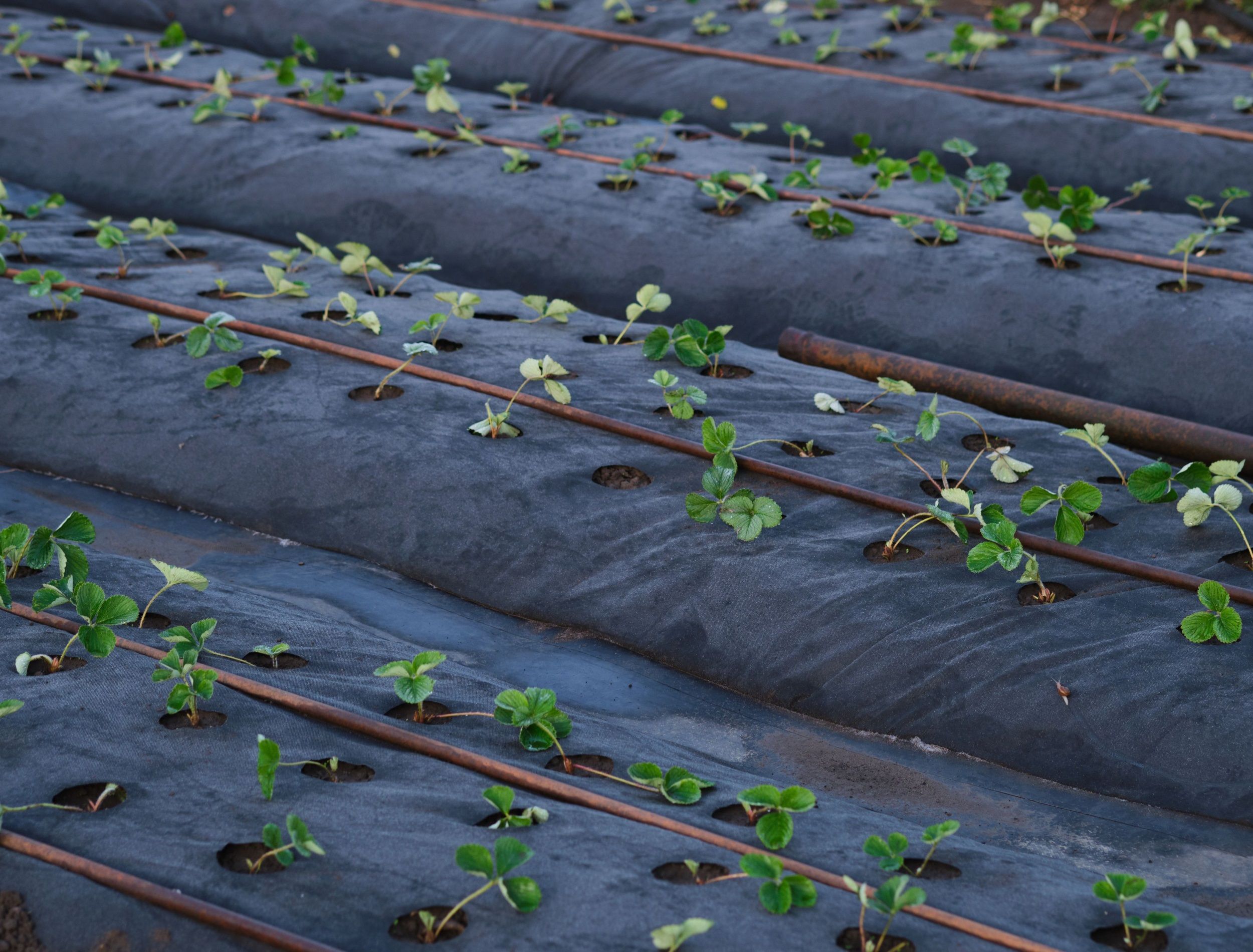strawberry sprouts on a bed covered with agro fiber