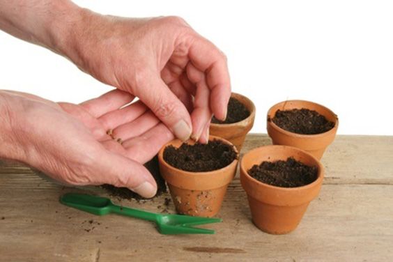 how-to-plant-seeds