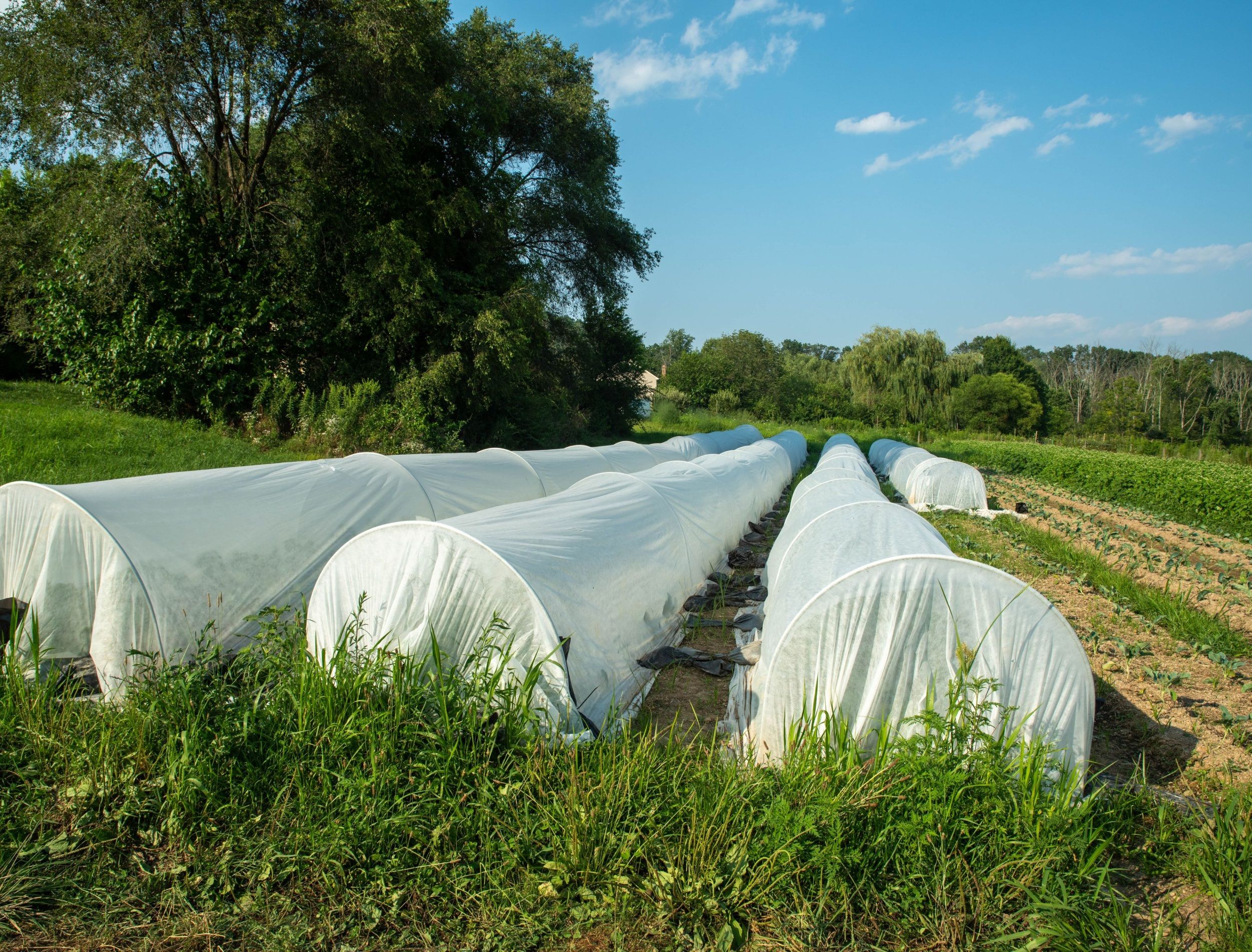 Protect Your Plants with Garden Fabric 👨‍🌾