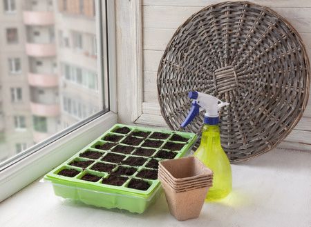 seed-pot-near-window