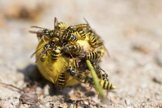 wasps-eating-fruits