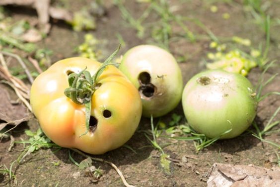 damaged-tomato