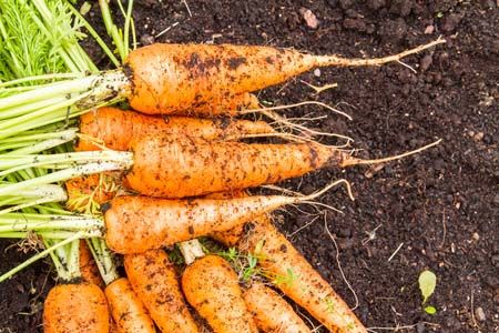 Organic Carrots On Topsoil