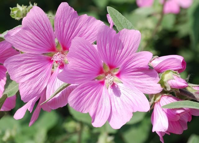 Vibrant Hibiscus Species: Why Your Garden Should Have One