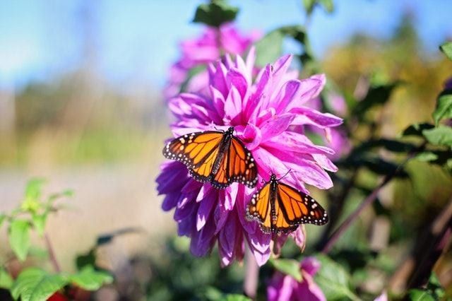 Monarch Butterflies