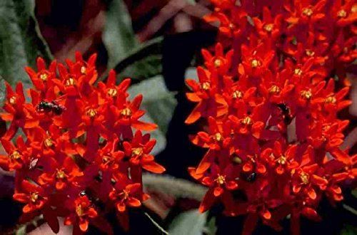 Red Butterfly Weed