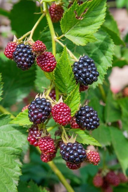 Growing Raspberries: Its Origin, Benefits, and Recipes
