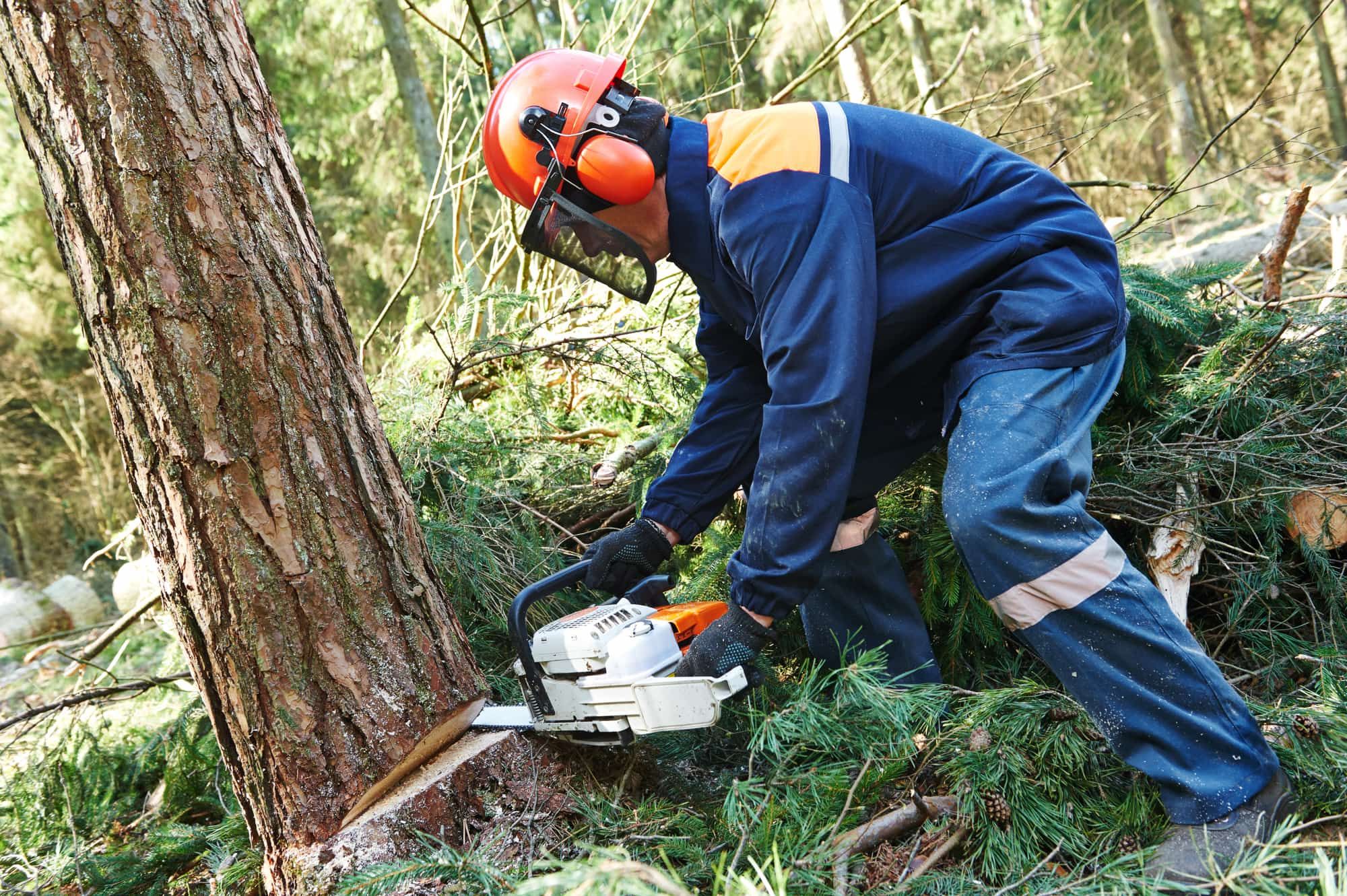Lumberjack logger worker in protective gear cutting firewood timber tree in forest with chainsaw