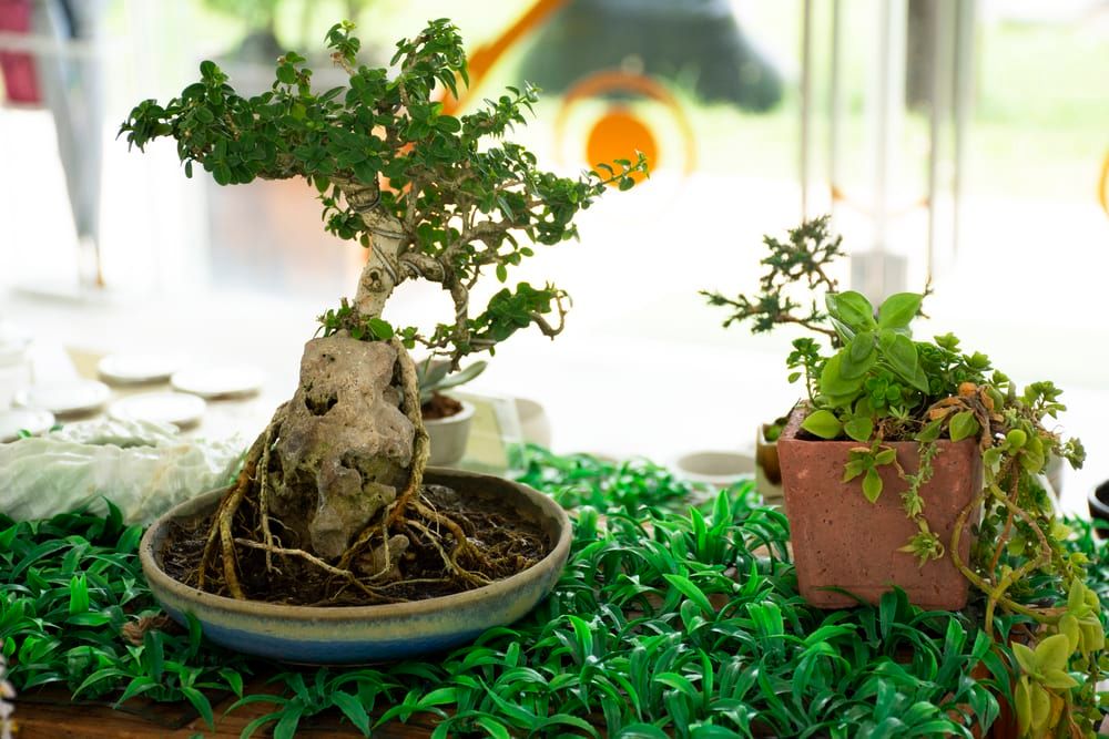 DIY small garden and little tree and Bonsai for show and sale at workshop in Thailand