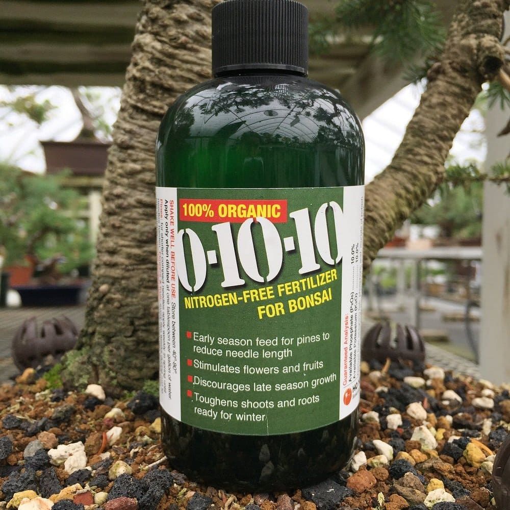 Cotoneaster Bonsai Growth and Care Guide