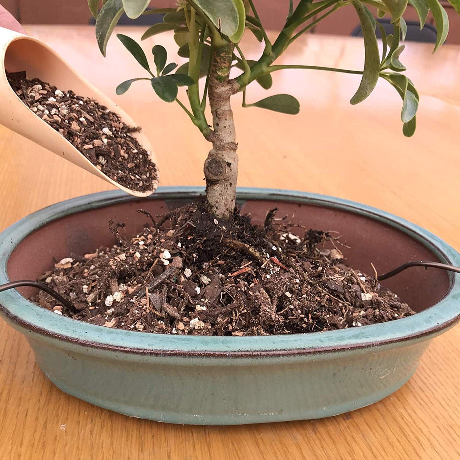 The Art of Growing Bonsai Trees