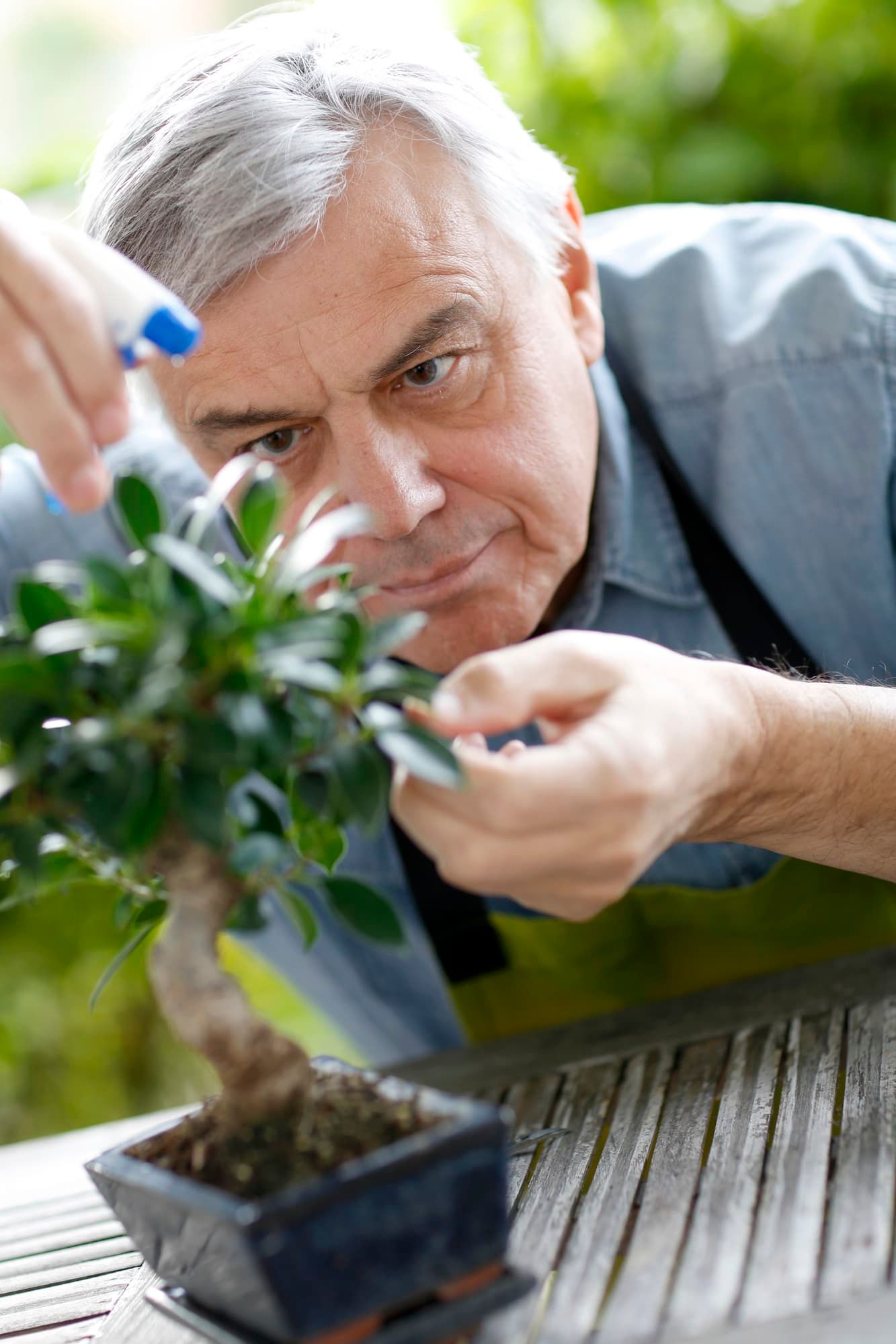 An old man gardener carefully sprayed water on bonsai plant