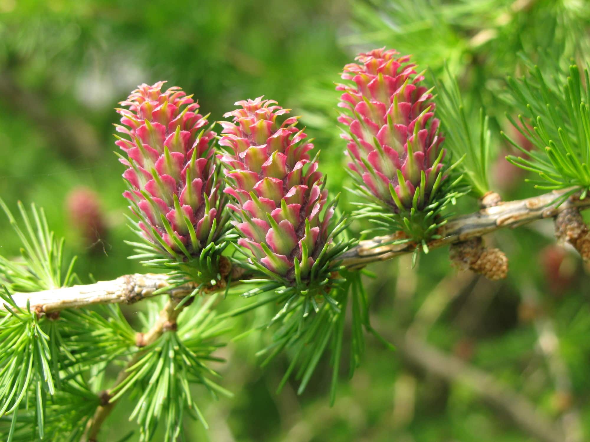 A European Larch with three reddish cones on it.
