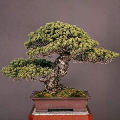 10 Pics of the Oldest Bonsai Tree