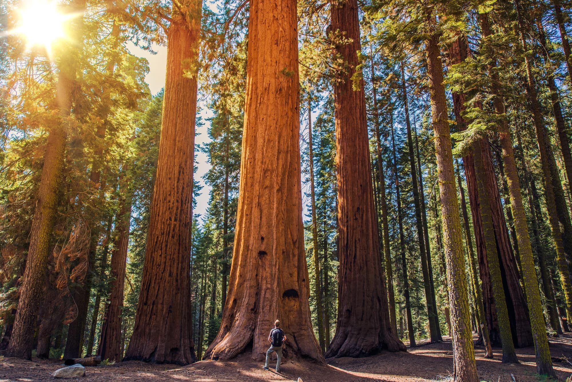 Man standing infront of Giant Sequoias Forest and the Tourist with Backpack Looking Up.