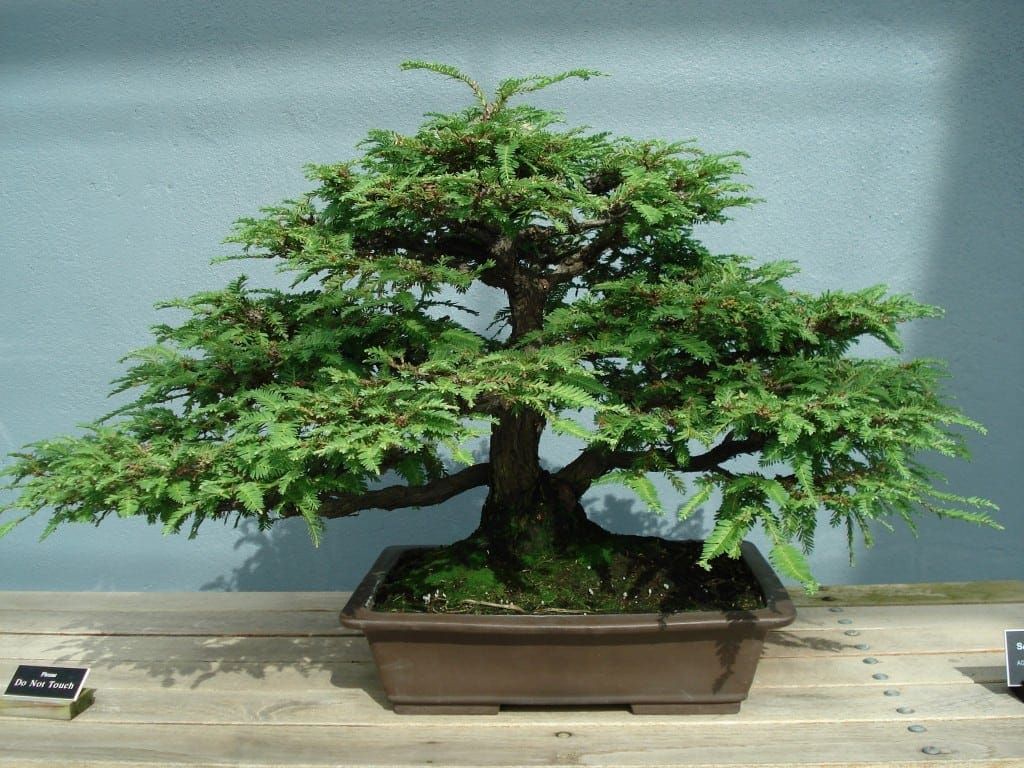 Displayed Redwood Bonsai Tree in a pot,put on the top of a wooden table.