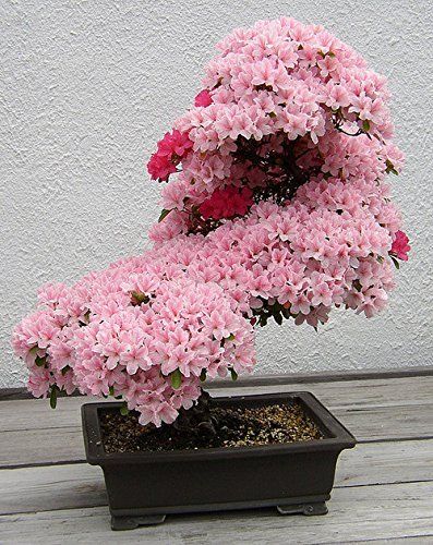 Pink flowering bonsai tree planted in a modern rectangular clay pot