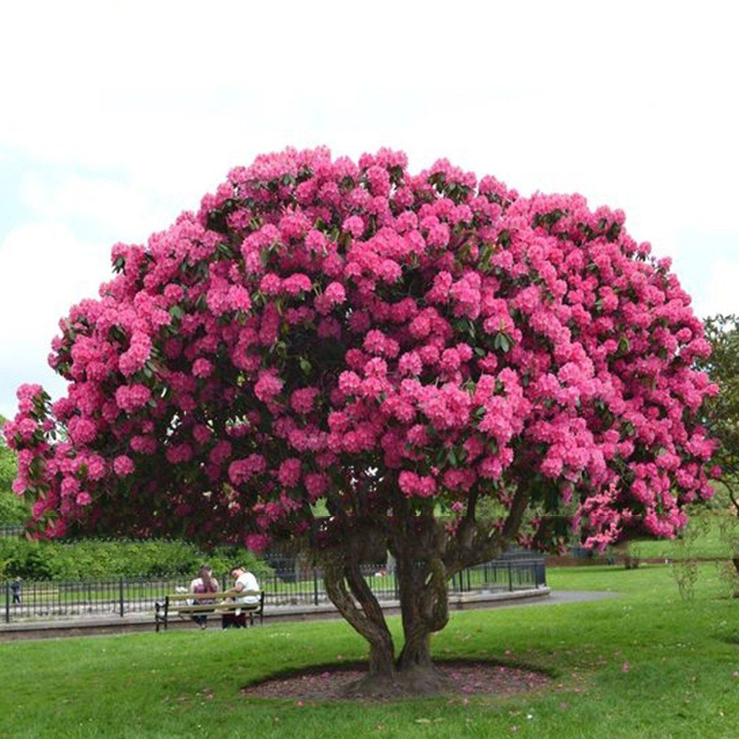 Large pink bonsai tree in a park with two people sitting on the bench in the background