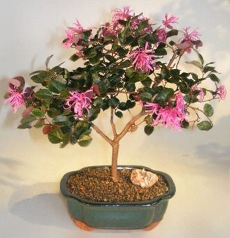 Indoor bonsai tree with cute elongated pink flowers planted in a small pot