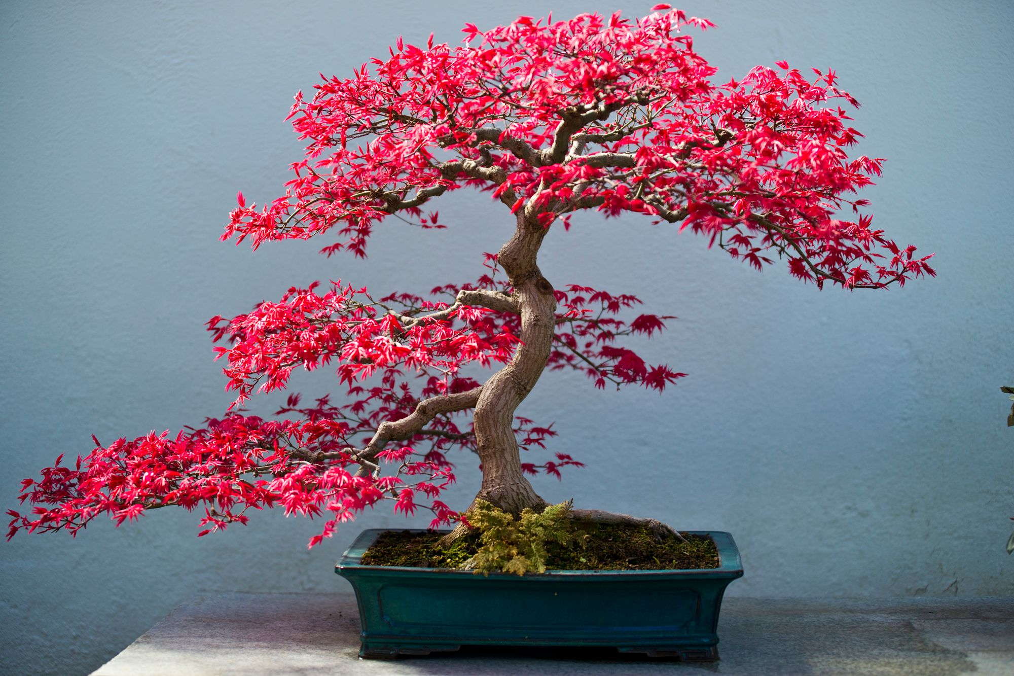 Indoor grown bonsai tree with red leaves planted in a rectangular pot