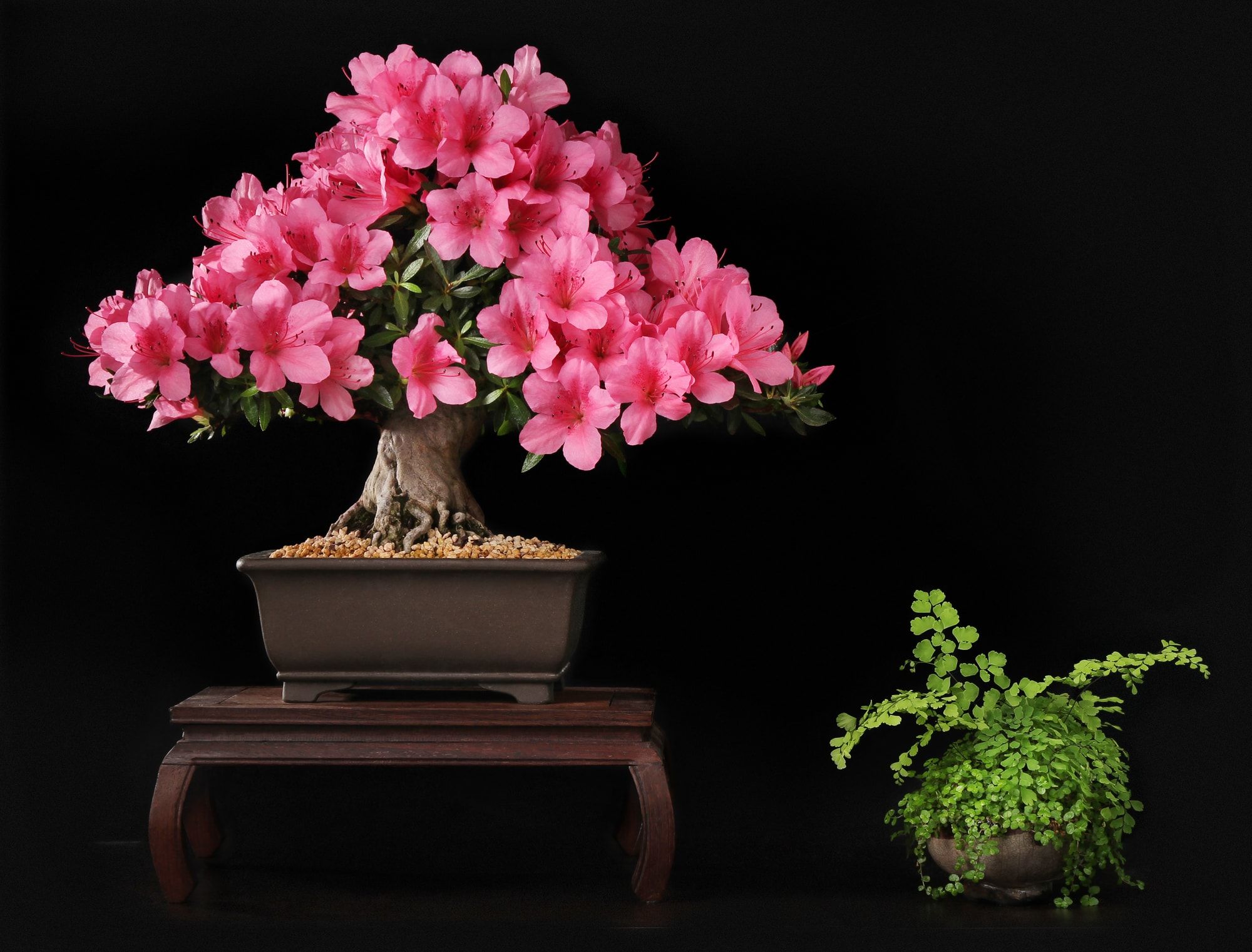 Azalea bonsai blooming with pink flowers planted in a modern type of rectangular pot elevated by a table like structure with another plant on a pot by its side in the plain ground