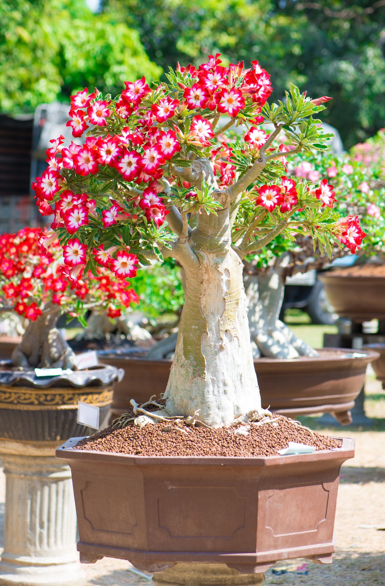 Outdoor planted bonsai tree with flowers colored with red on the edge of every petal and white from the center