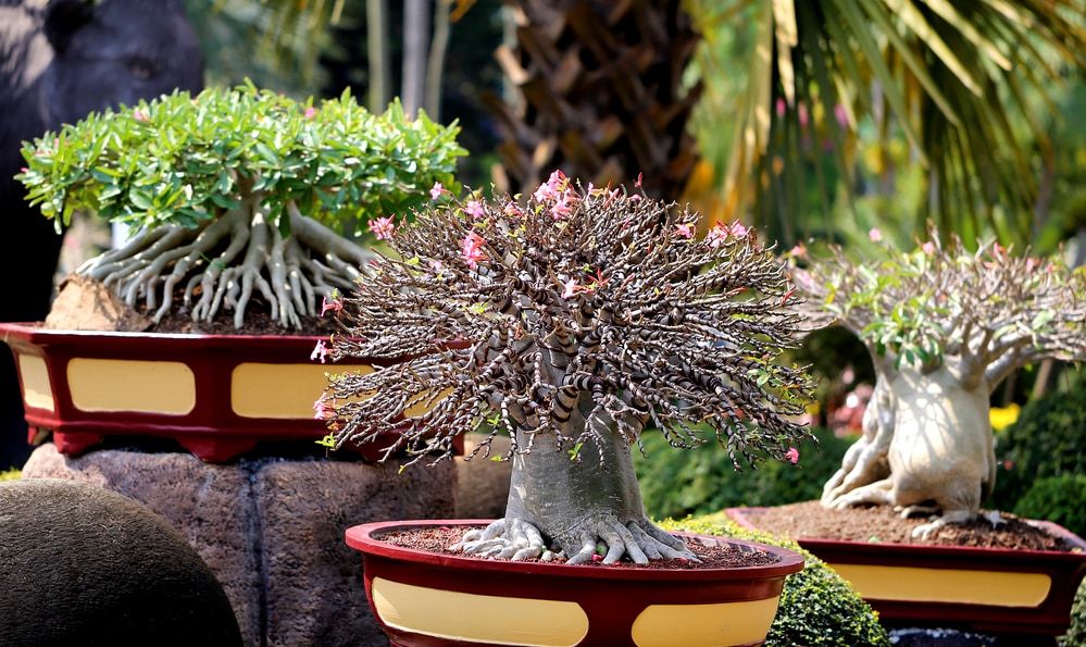 Photo beautiful amazing bonsai in the park