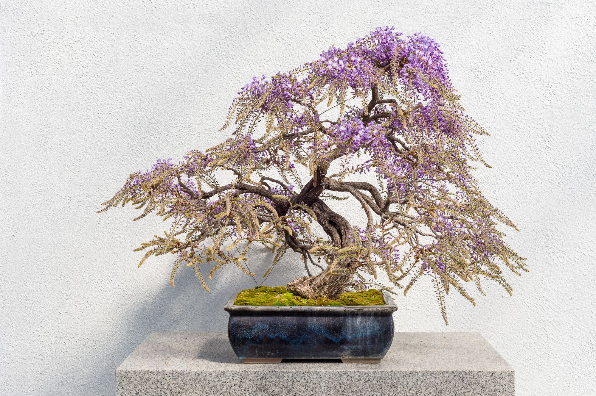 Bent trunk of bonsai tree and several branches with purple like leaves planted in a rectangular pot situated in a solid platform